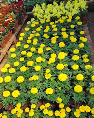 Daniel Goldammer, Vivero, Jardinera, Maquinaria de jardinería, Sistemas de riego para plantas, Independencia, Paraguay